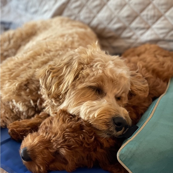 Meet your Posher, Ameeta - Picture 5 of 6